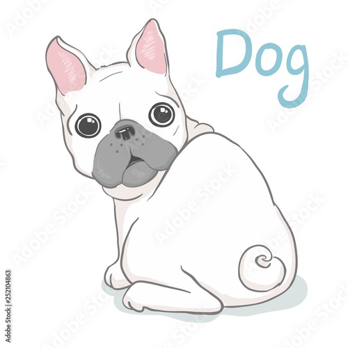 French bulldog head isolated on white background. Vector illustration