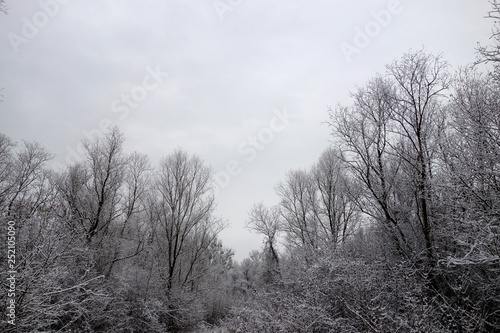 Wallpaper Mural Nature in winter Torontodigital.ca