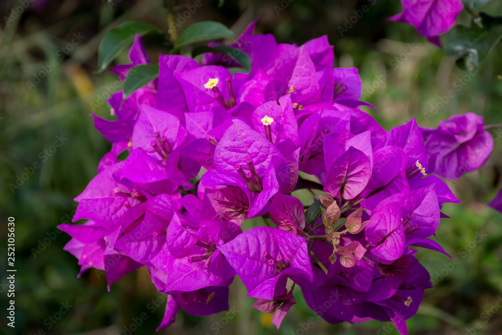 Beautiful close up violet flower at the foot of Gede Pangrango Mountain