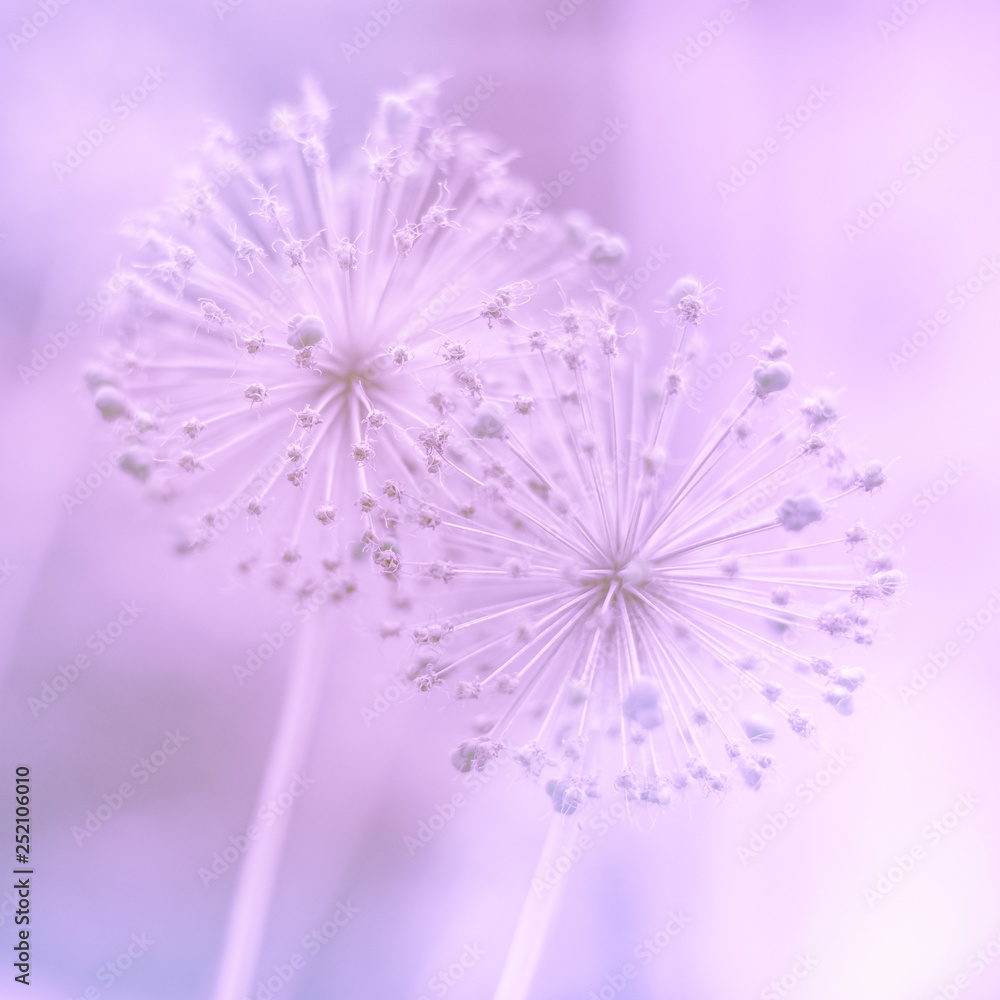 Two round spiky flowers seed head on a green background Two round spiky flowers seed head on a green background