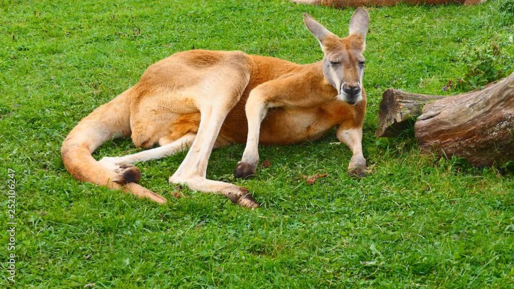A kangaroo lying down and relaxing on the grass. A kangaroo lying down and relaxing on the grass.