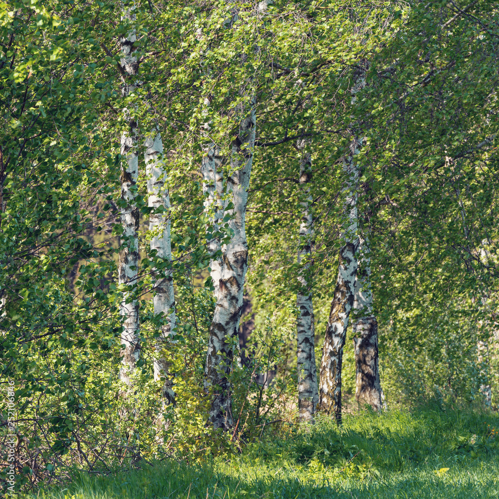 Fototapeta premium beautiful birch tree in spring countryside, rural landscape, tranquil scene in sunny day
