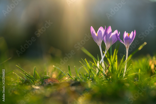 Three crocusses on a sunny day in spring