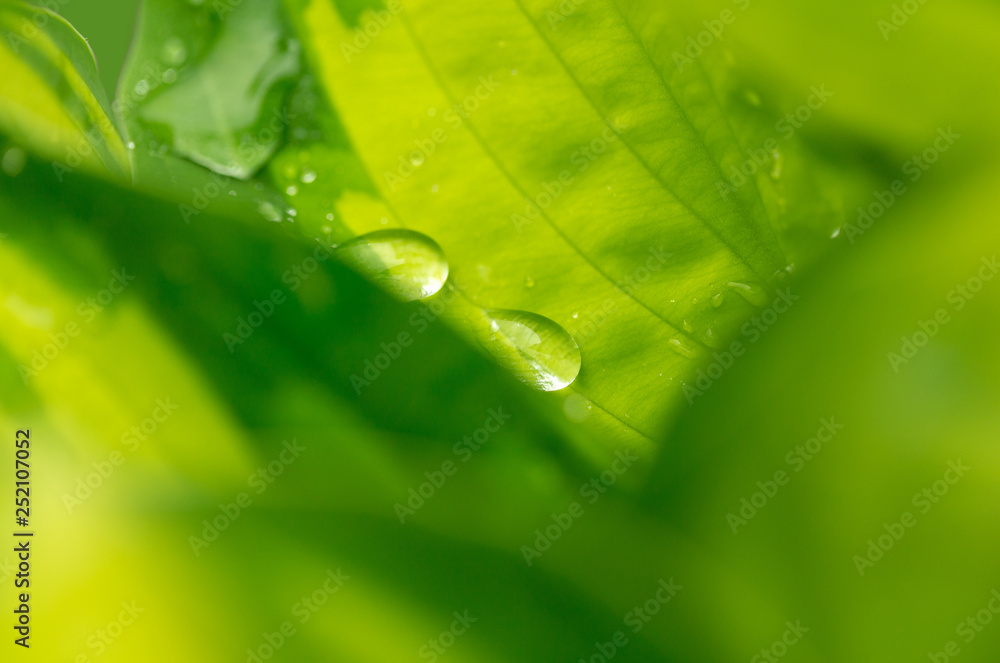 macro water drops on green plant leaf for natural background, beautiful wallpaper for backdrop use, green spring concept macro water drops on green plant leaf for natural background, beautiful wallpaper for backdrop use, green spring concept