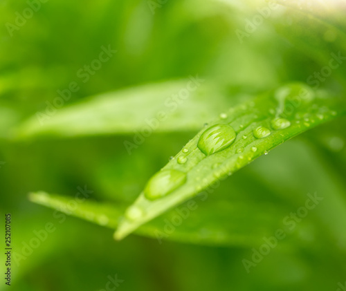 macro water drops on green plant leaf for natural background, beautiful wallpaper for backdrop use, green spring concept