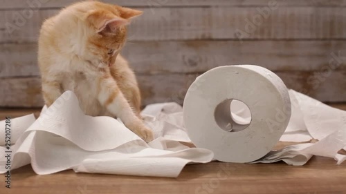 Orange kitten playing with toilet paper roll - lying on paper pieces