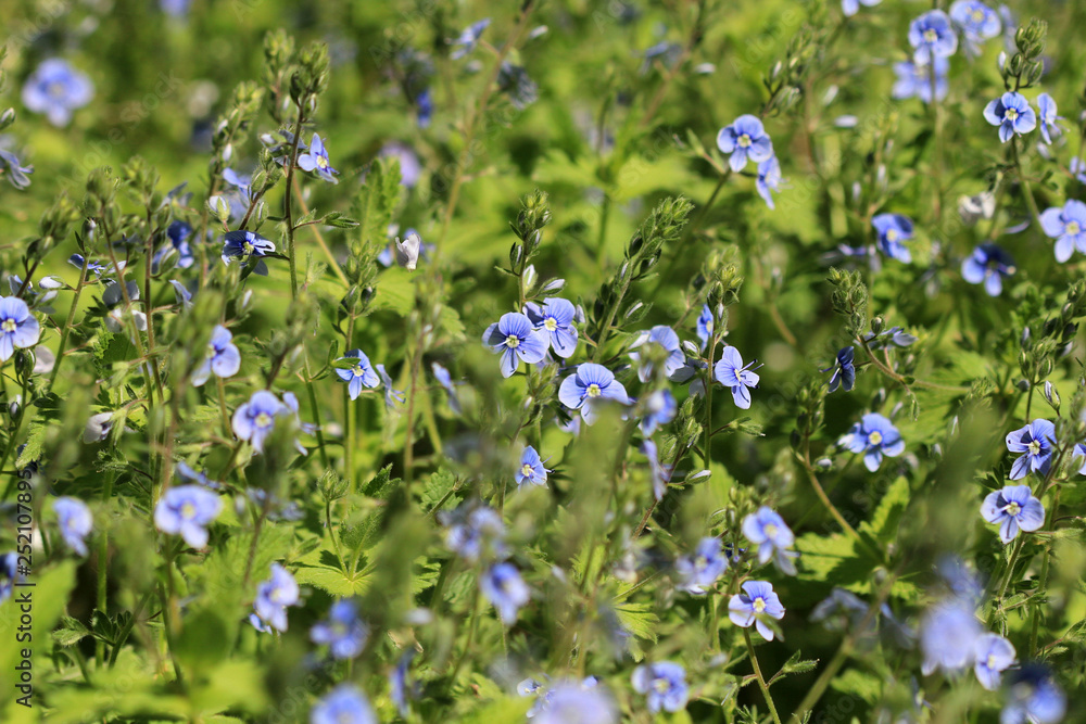 Flowering Veronica in the meadow