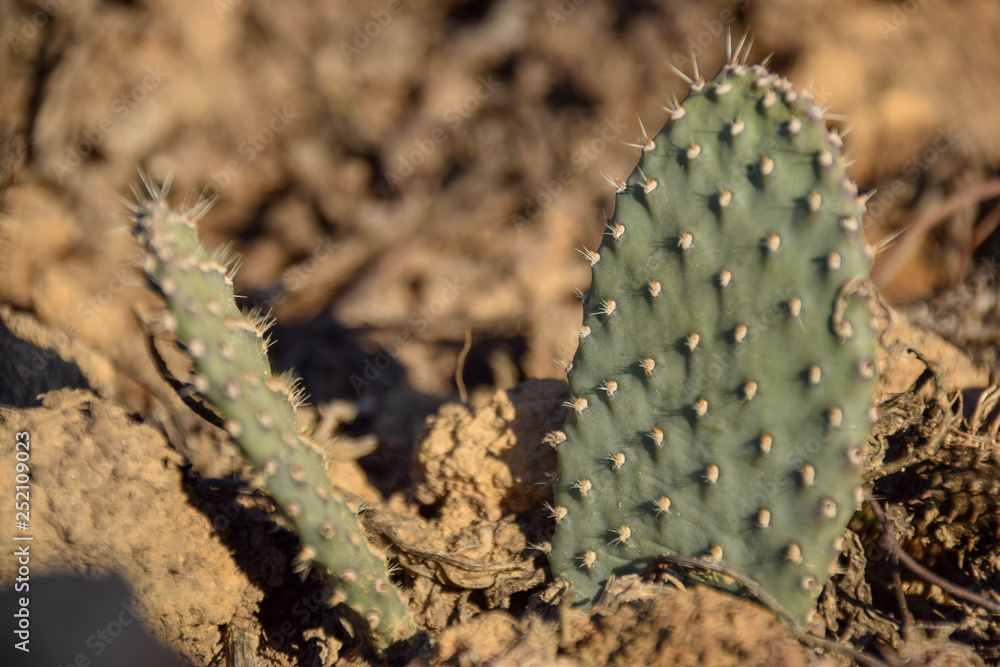 Cactaceae, Kaktus im Topf, Grün, resistent, cactuses, Kakteen, Makro Cactaceae, Kaktus im Topf, Grün, resistent, cactuses, Kakteen, Makro
