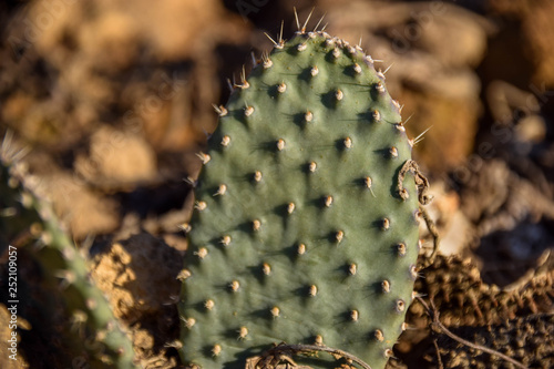 Cactaceae, Kaktus im Topf, Grün, resistent, cactuses, Hintergrund