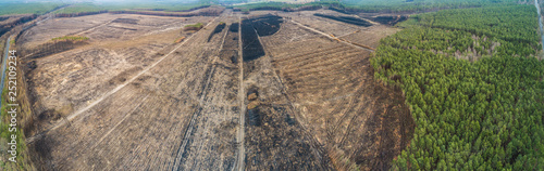 фотографія downcut of large forest fire area - panoramic, aerial view