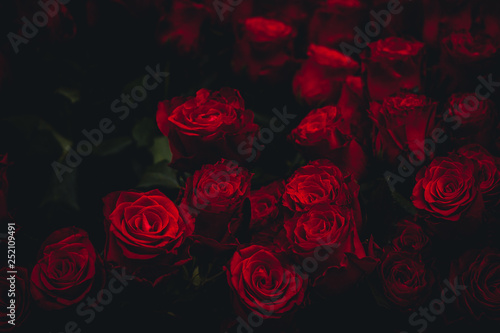 Fotografie, Obraz Dark Roses