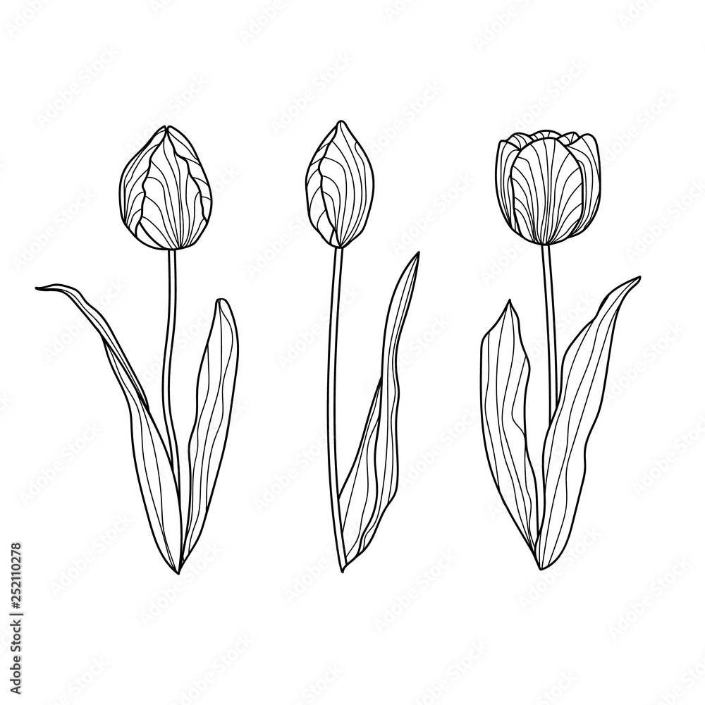 Fototapeta Set of hand drawn tulips. Flowers isolated on white.