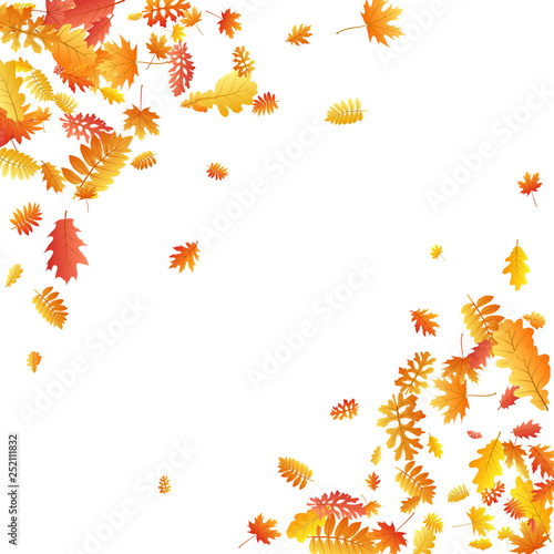 Oak, maple, wild ash rowan leaves vector, autumn foliage on white background. © SunwArt