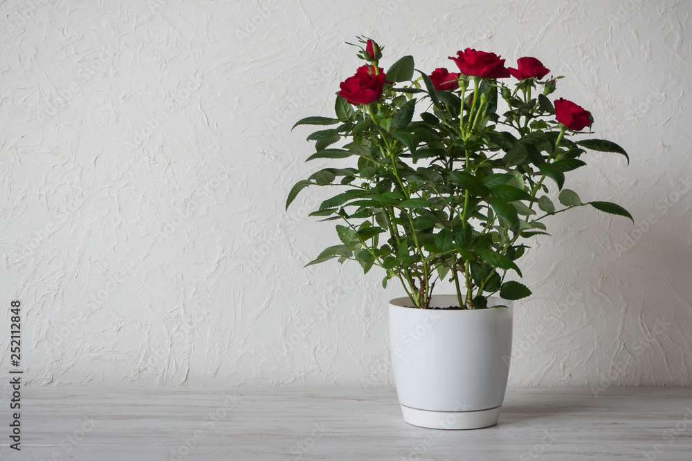Red rose in a pot on wooden table with copy space