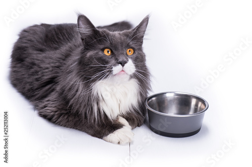Gray cat, Maine Coon breed, sits on a white table next to a bowl for eating.