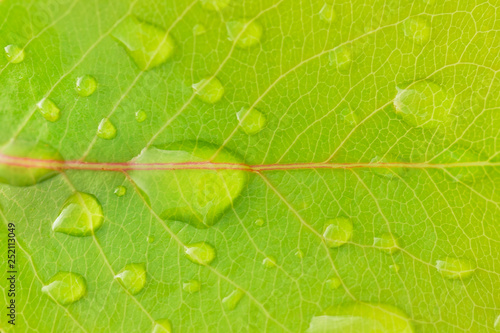 Beautiful leaf texture in nature.Big beautiful drops of transparent rainwater on green leaves.Dew drop in the morning on a green leaf with sunlight.Beautiful green leaf with drops of water.