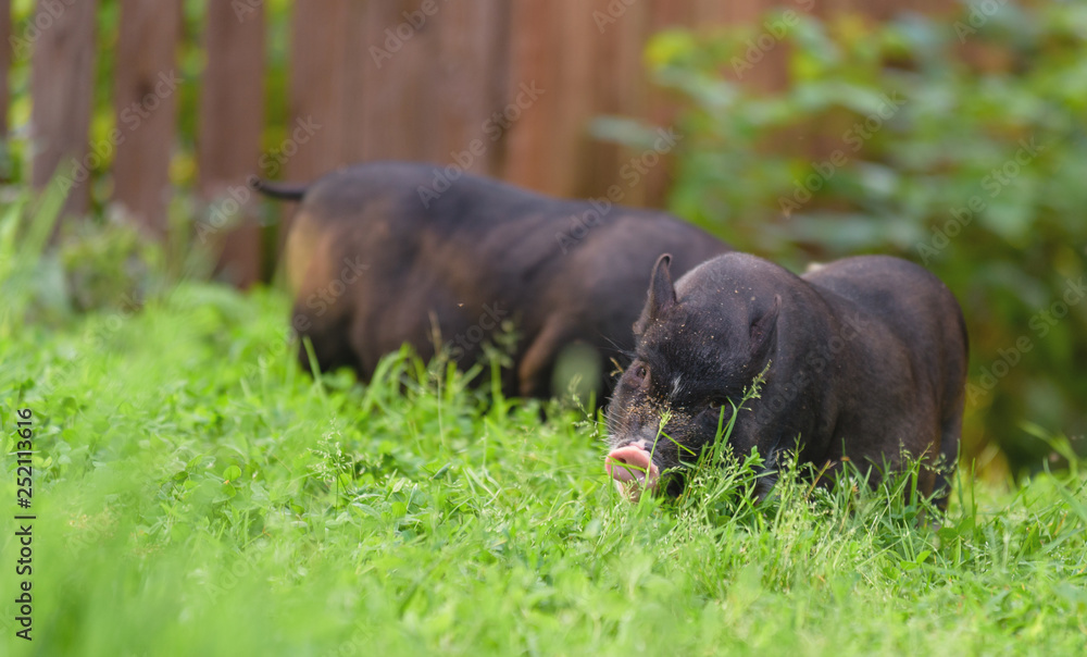 Fototapeta premium Little pig waiting for feed on the farm. pigs in a stall. Portrait of an animal.Pig closeup on a background of nature. Black pig