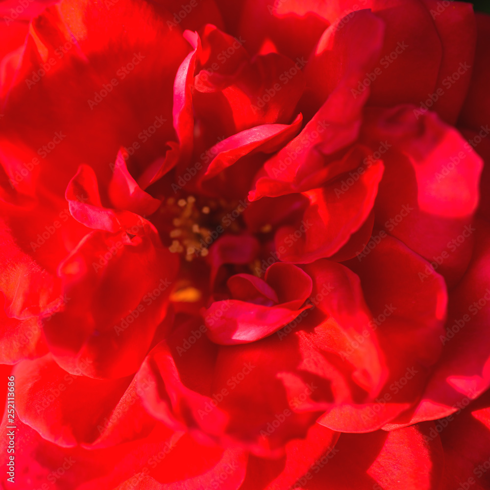 Rose. Flower. Beautiful red rose flower, close up. Selective focus. Red flower beauty background. Shallow depth of field. Rose. Flower. Beautiful red rose flower, close up. Selective focus. Red flower beauty background. Shallow depth of field.