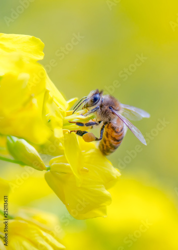 Honey bee collecting pollen on canola flower. © kojihirano