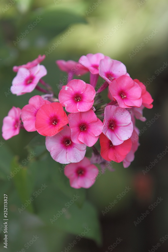 Beautiful inflorescence of blooming pink Phlox in the garden. Macro. Pink and lilac flowers are shot close - up with wide open aperture, Blurred background, Copy space. Beautiful inflorescence of blooming pink Phlox in the garden. Macro. Pink and lilac flowers are shot close - up with wide open aperture, Blurred background, Copy space.