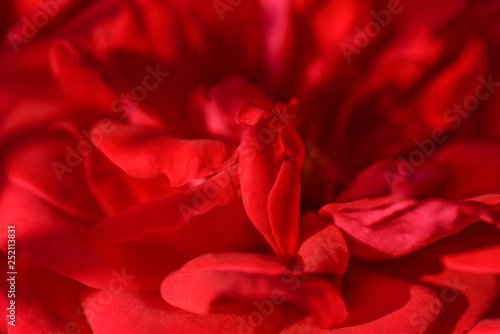  Flower. Rose. Selective focus. Beautiful red rose flower  close up. Red flower beauty background. Shallow depth of field.