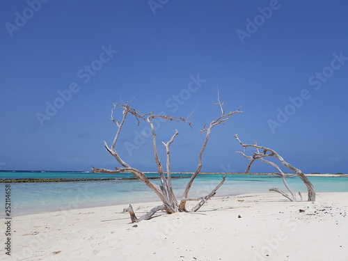 Dry tree on the baby beach in Aruba island