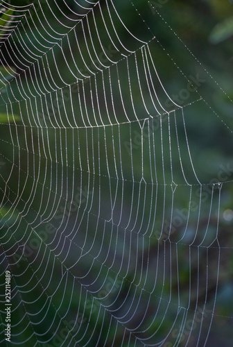 Giant Spider Web sprinkled with morning dew