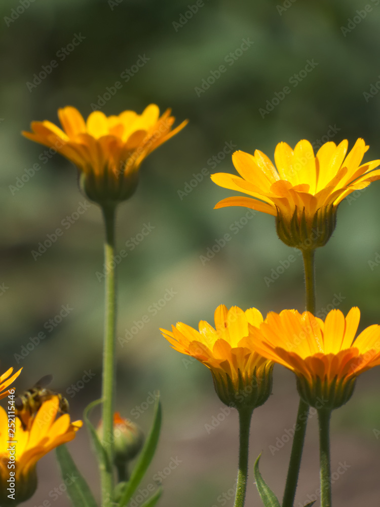 Marigold (Calendula officinalis) blooming in the garden Marigold (Calendula officinalis) blooming in the garden