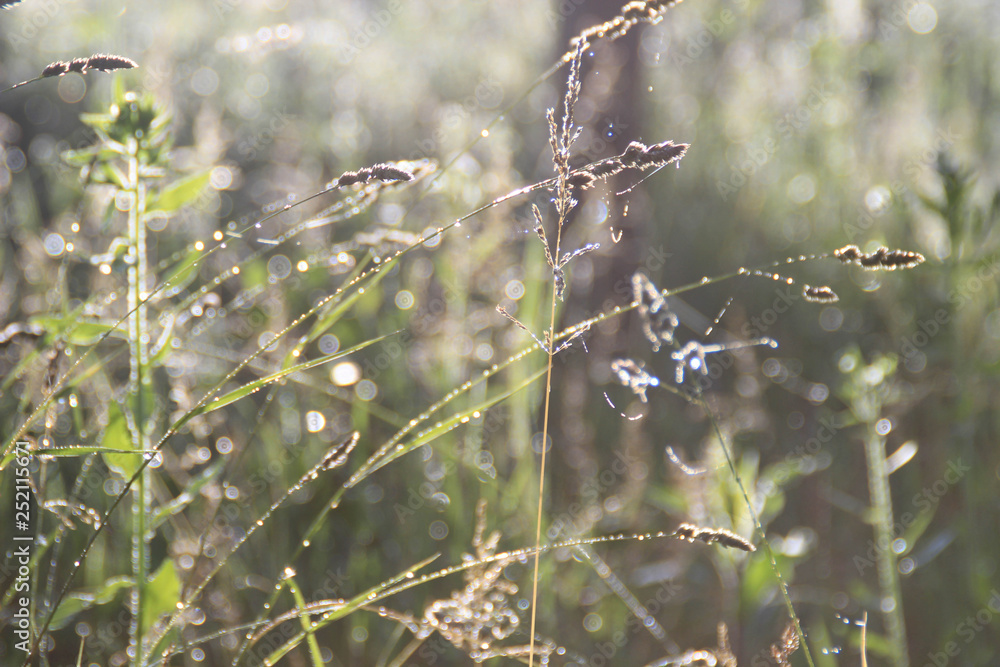 Wild grasses in the meadow illuminated by the gentle light of the dawn sun. Natural herbal background Wild grasses in the meadow illuminated by the gentle light of the dawn sun. Natural herbal background