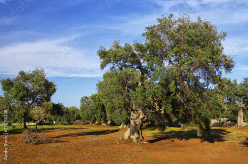 Typical plantation with old oddity olive trees for Apulia region at the south Italy