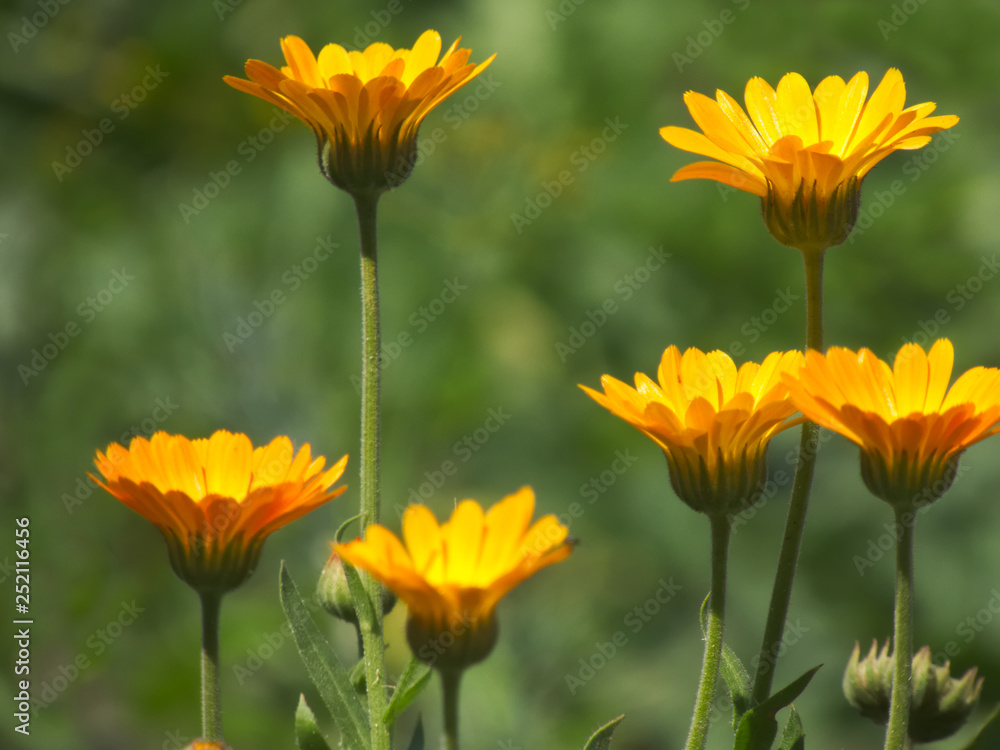 Marigold (Calendula officinalis) blooming in the garden Marigold (Calendula officinalis) blooming in the garden