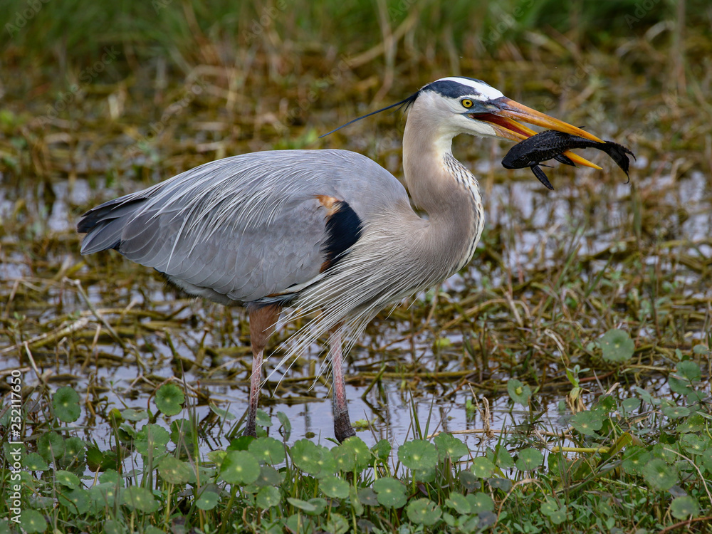 Great Blue Heron Mid-day Snack, armored catfish held tight Great Blue Heron Mid-day Snack, armored catfish held tight