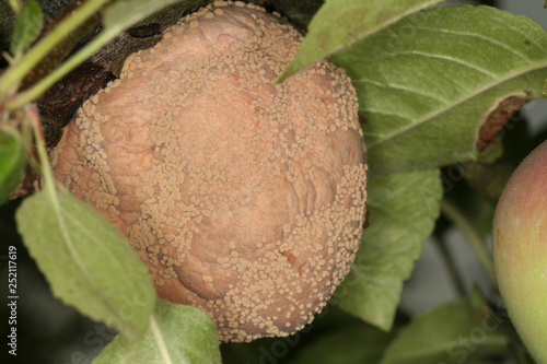 Fényképezés Brown rot of pome trees Monilinia fructigena on apple fruit close-up malus domes