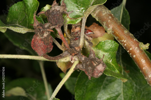 Foto Fungal disease brown rot of pome trees Monilinia fructigena on apple flower bud