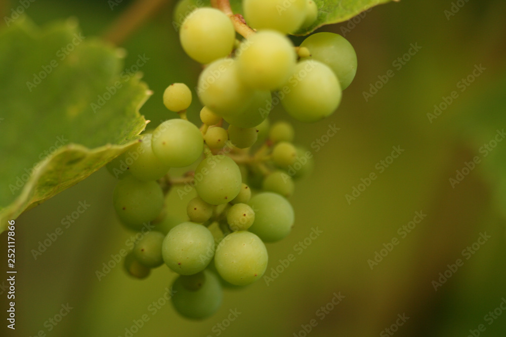 One bunch of grape in the organic garden light green background