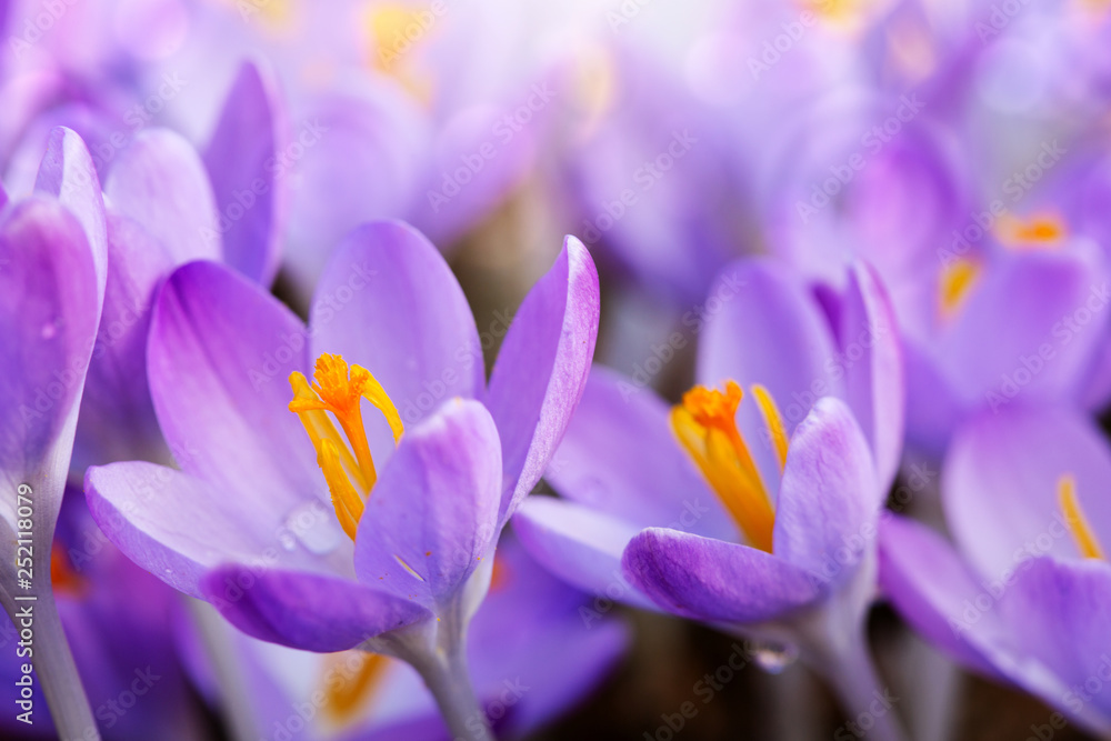 Naklejka premium Spring background with close-up of a group of blooming purple crocus flowers .