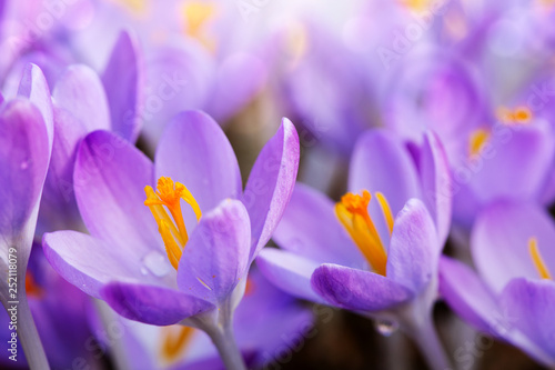 Spring background with close-up of a group of blooming purple crocus flowers .