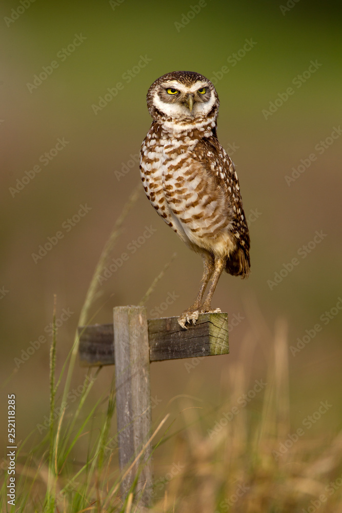 Burrowing Owl taken in SW Florida Burrowing Owl taken in SW Florida