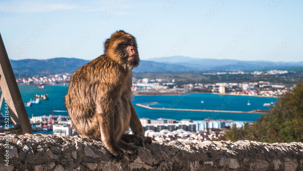 Naklejka premium Siedząca małpa w Gibraltarze