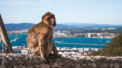 Siedząca małpa w Gibraltarze