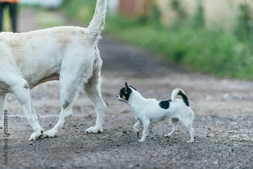 A little chihuahua dog is following another big dog. Spring landscape Selective focus shot with shallow DOF