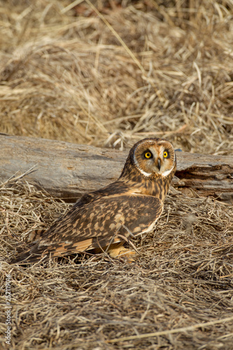Short-eared Owl taken in southern MN under controlled conditions