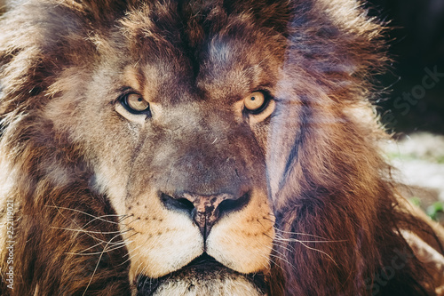 Portrait d un lion