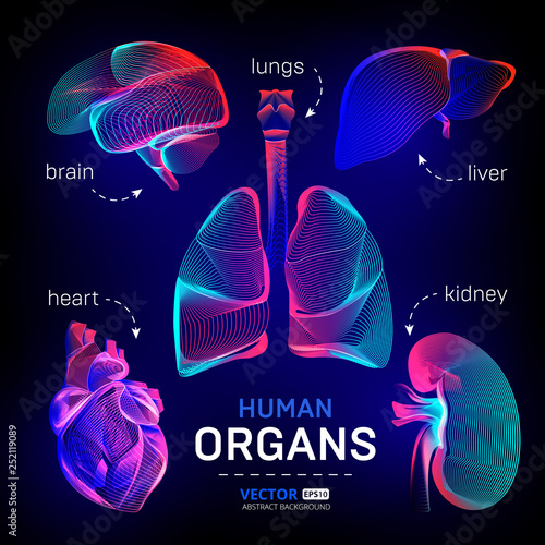 Vector set of different human inner organs contour or wireframe for medical infographics in abstract 3d geometry lines texture and outline gradient waves graphic design illustration on dark background
