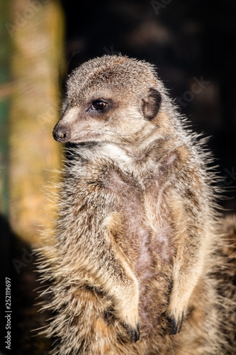Portrait d'un suricate
