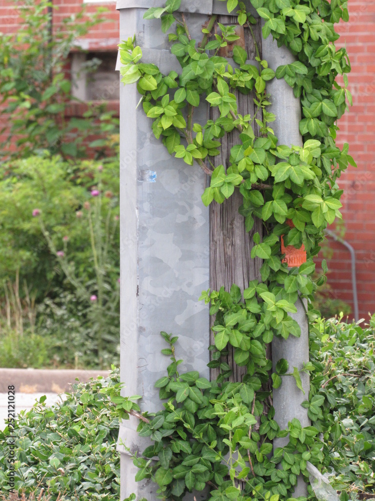 Fototapeta premium Ivy wrapped around a column