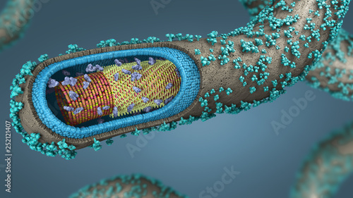 3d illustration of a cross-section of an ebola pathogen photo