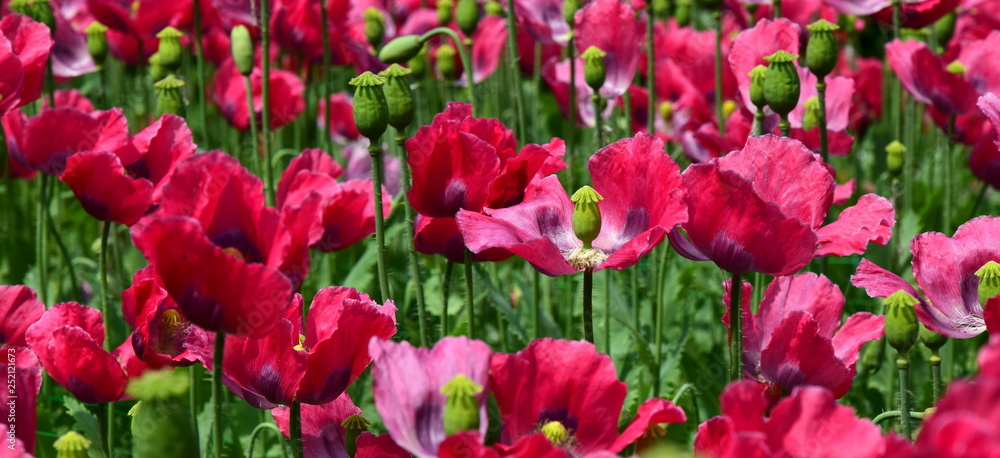 Mohnblumenfeld - Banner