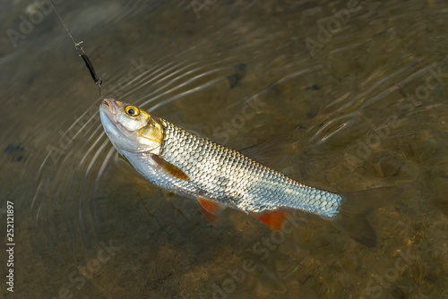 Fishing background of caught chub fish trophy in water.