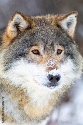 Close-up of focused wolf stands in beautiful and cold winter forest